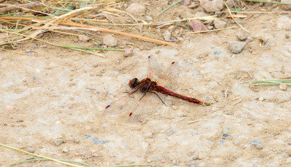 Bright Red Variegated Meadowhawk Dragonfly (Sympetrum corruptum) Perched on the Ground in Northern Colorado