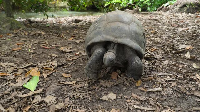 Young baby giant tortoise