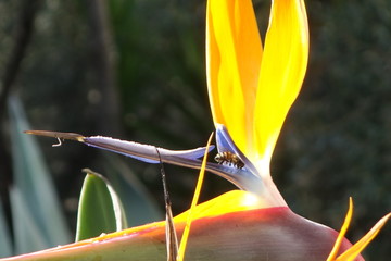 Close up of a Strelitzia reginae , Bird of Paradise Flower with a bee looking for hidden nectar. 