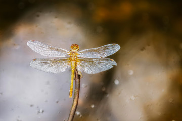 Bright Yellow White-faced Meadowhawk Dragonfly (Sympetrum obtrusum) Perched on Vegetation Over Water in Northern Colorado