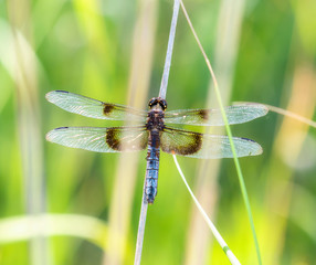 Widow Skimmer Dragonfly (Libellula luctuosa) Perched on Vegetation Over Water in Colorado
