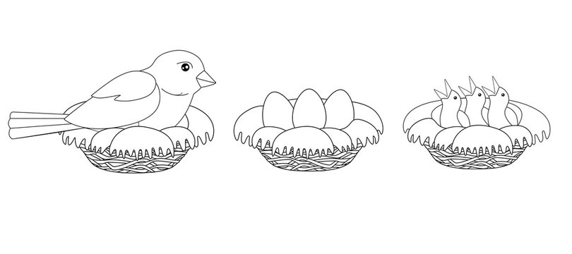The process of hatching chicks - a bird sits on a nest, a nest with eggs and a nest with chicks - vector linear picture for coloring. Outline. Hand drawing - the progress of hatching chicks.