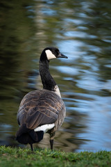 Canada Goose