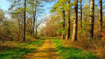 road in autumn forest
