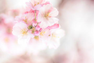 Fototapeta na wymiar Kirschblüten romantisch mit Platz für Text