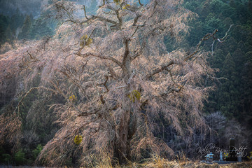 An amazingly old cherry tree in bloom