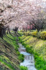 Fototapeta na wymiar Beautiful Japanese cherry blossoms shade creek