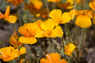 Mexican Goldpoppies