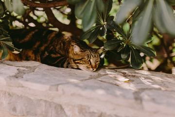 cat laying in tree shadow. Cute cat