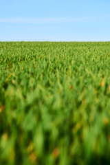 Close-up of young wheat plants on a field with shallow depth of field and selective focus

