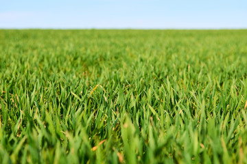Close-up of young wheat plants on a field with shallow depth of field and selective focus
