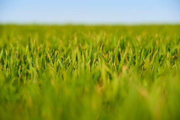 Close-up of young wheat plants on a field with shallow depth of field and selective focus
