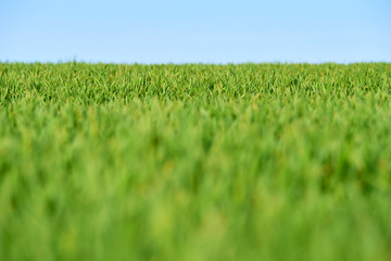 Close-up of young wheat plants on a field with shallow depth of field and selective focus

