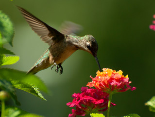 hummingbird feeding on a flower