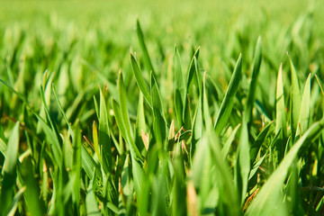 Close-up of young wheat plants on a field with shallow depth of field and selective focus
