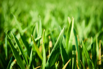 Close-up of young wheat plants on a field with shallow depth of field and selective focus
