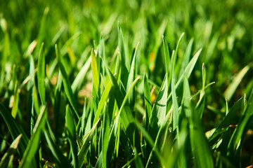 Close-up of young wheat plants on a field with shallow depth of field and selective focus
