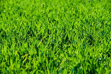 Close-up of young wheat plants on a field with shallow depth of field and selective focus
