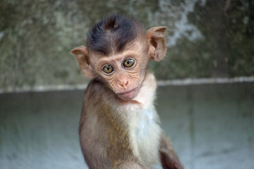 可愛いサル