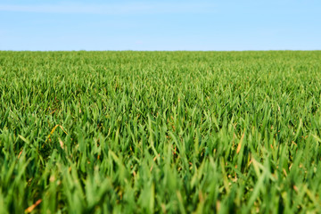 Close-up of young wheat plants on a field with shallow depth of field and selective focus
