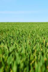 Close-up of young wheat plants on a field with shallow depth of field and selective focus
