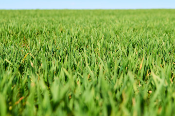 Close-up of young wheat plants on a field with shallow depth of field and selective focus
