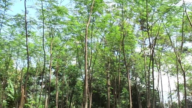Albizia chinensis (silk tree, Chinese albizia, kool, khang hung, kang luang, cham, sengon) tree with natural background