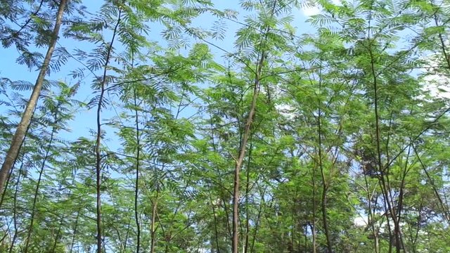 Albizia chinensis (silk tree, Chinese albizia, kool, khang hung, kang luang, cham, sengon) tree with natural background