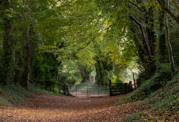 Light at the end of the tunnel. Halnaker tree tunnel in West Sussex UK with sunlight shining in through the branches. Symbolises hope during the Coronavirus Covid-19 pandemic crisis.