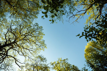 Spring,forest,nature,trees,foliage,nature