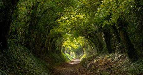 Light at the end of the tunnel. Halnaker tree tunnel in West Sussex UK with sunlight shining in through the branches. Symbolises hope during the Coronavirus Covid-19 pandemic crisis. - obrazy, fototapety, plakaty
