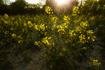 Yellow Flowers in sunlight