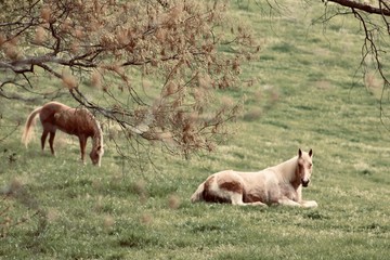 Fototapeta premium horses grazing in a field