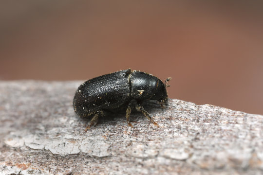 Common pine shoot beetle, Tomicus piniperda on pine bark, this beetle is a pest in forest