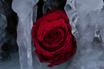 Eiswelt Rose