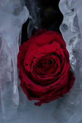 Eiswelt Rose