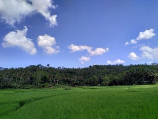 green field and blue sky