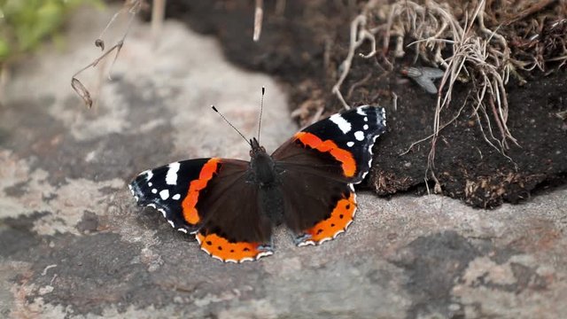 Red Admiral Butterfly (Vanessa Atalanta) relaxing on a warm rock with spread wings. Detailed closeup