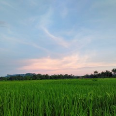 field of wheat