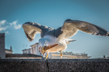 A bird is eating ice cream in Rome