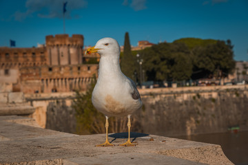 seagull on the bridge