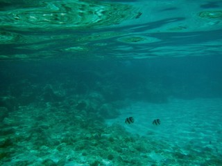 underwater scene with coral reef and fish swimming