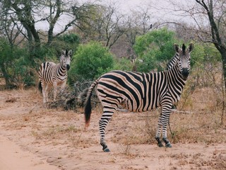 Fototapeta na wymiar Zebras looking at the camera in Kruger National Park