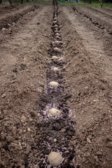 Planted germinating potato tubes into the ground. Prepared potatoes for planting, fertilized potato tubers in the soil. Spring preparations for the garden season, vertical image, seasonal work.