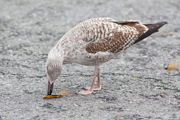 seagull with mussel shell in beak on cement road