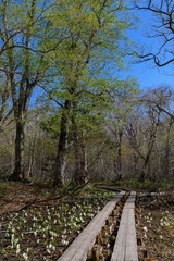 テンマ沢湿原のミズバショウと木道