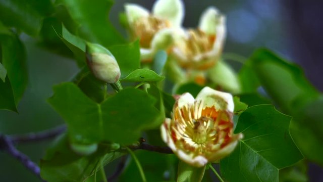 Tulip Tree Eastern Poplar Yellow poplar Flowers blowing in the wind. 
