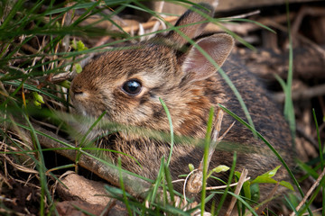 Naklejka na ściany i meble Baby Cottontail Rabbit in the Grass