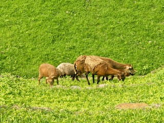Sheep in Cihuatán