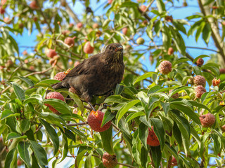 Juvenile Starling in Strawberry Tree